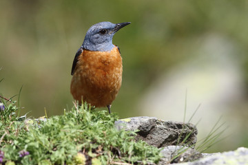  common rock thrush