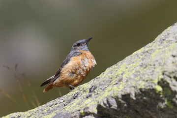  common rock thrush