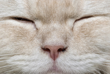 The Persian cat (Persian: گربه ایرانی Gorbe Irâni) is a long-haired breed of cat...