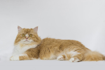 Fototapeta na wymiar The Persian cat (Persian: گربه ایرانی Gorbe Irâni) is a long-haired breed of cat characterized by its round face and short muzzle. It is also known as the Persian Longhair.