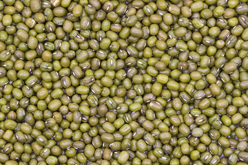 The mung bean (Vigna radiata), alternatively known as the moong bean, green gram, or mung, is a plant species in the legume family. The mung bean. It is an ingredient in both savory and sweet dishes.