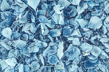 Background of fallen leaves covered with frost and snow