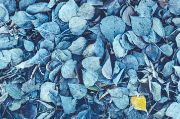 Background of fallen leaves covered with frost and snow