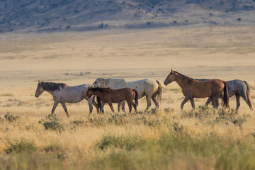 Fototapeta na wymiar Herd of Wild Horses