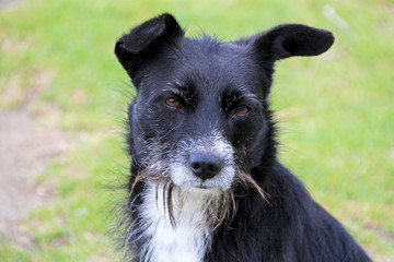 Portrait of black and white half-breed dog, green background, Colombia, South America
