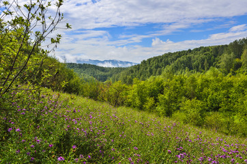 Fototapeta premium Morning fog rises over the mountains, covered with forests and meadows