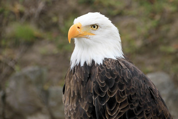 Fototapeta premium Portrait of a beautiful bald eagle, haliaeetus leucocephalus