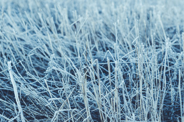 Background of the frozen grass covered with frost