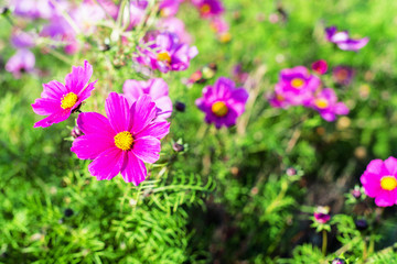 Obraz premium astères en fleurs