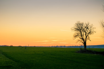 Fototapeta na wymiar Sunset over a green spring field.
