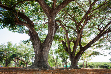 Big tree in the park