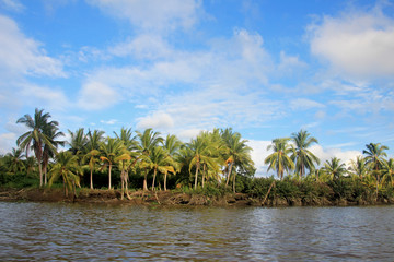 Obraz premium Coconut palm trees, Cayapas River, Esmeraldas province, Ecuador South America