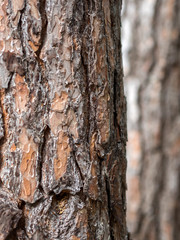 Kieferrinde im Wald