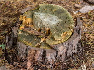 Gefällter Baum nach Schädlingsbefall