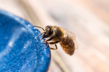 Biene am Tellerand im Sommer