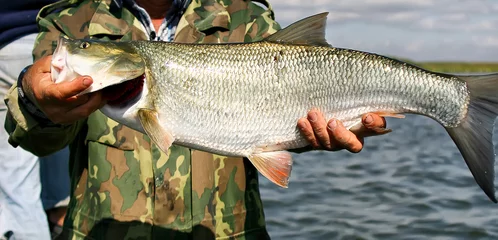 Zelfklevend Fotobehang Asp fish - Aspius Aspius.Fishing in the delta of the Volga for predatory fish, Astrakhan region, Russia. © as_trofey
