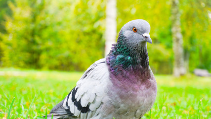 Bird in park