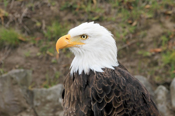 Portrait of a beautiful bald eagle, haliaeetus leucocephalus