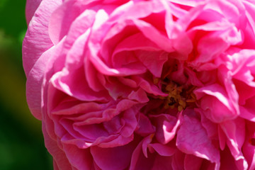 'Louise Odier' is also known as 'Madame de Stella'. It is pink with a strong fragrance. Bred by Jacques-Julien Margottin (France, 1851