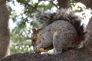 Squirrel
