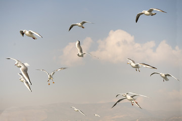 Seagull. seagulls flying in the back of the ships at sea.