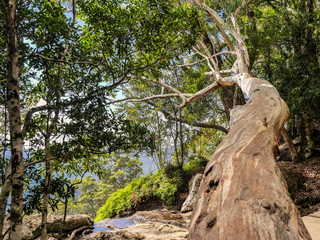 Springbrook Nationalpark