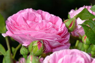 The name of the rose is 'Louise Odier' 