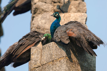 Peacocks in the Evora Public Park's Fake Ruins built in the 1860s in Evora, Portugal