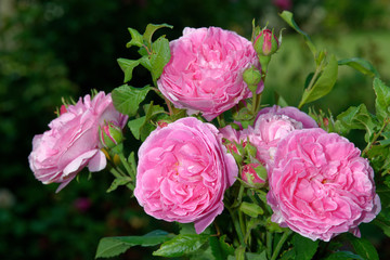 A bouquet of roses. The name of the rose is 'Louise Odier'