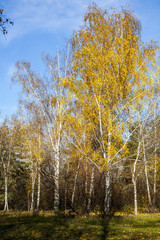 Fototapeta premium Autumn