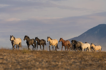 Herd of Wild Horses in the Utah Desert - obrazy, fototapety, plakaty