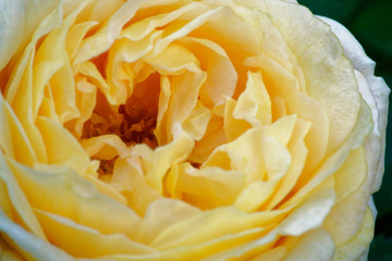 Fototapeta 'Dany Hahn' is a rose with white, pink center. It's moderate apricot or peach and has about 50 to 60 petals. It flowers in clusters in a spring or summer flush with scattered later bloom. obraz