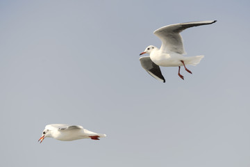 Seagull. seagulls flying in the back of the ships at sea.