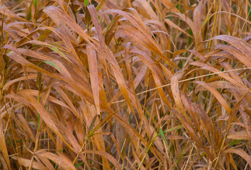 Naklejka na ściany i meble Golden autumn grasses background