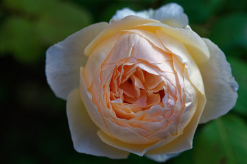 Jude the Obsurce (Austin). David C. H. Austin bred this beautiful apricot, cream-shading English rose in United Kingdom at 1989. It has a strong fragrance.