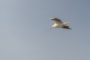 Seagull. seagulls flying in the back of the ships at sea.