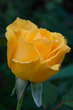 Anika is a golden-yellow hybrid tea rose with a double, borne mostly solitary, high-centered bloom form. It blooms thoughout the season. Bred by Haschke (Germany, 1987)