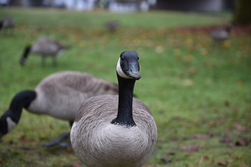 goose