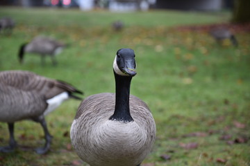 goose