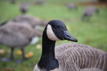 goose