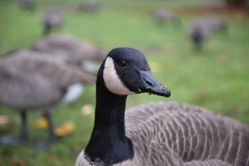 goose