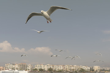 Fototapeta na wymiar Seagull. seagulls flying in the back of the ships at sea.