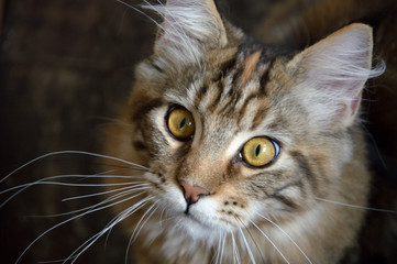 Maine coon cat