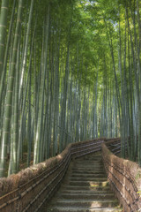 Path through the bamboo forest in Arashiyama, Kyoto, Japan