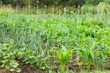 Onions, corn and vegetables on a bed.