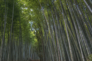 Fototapeta premium Bamboo forest in Arashiyama near Kyoto, Japan