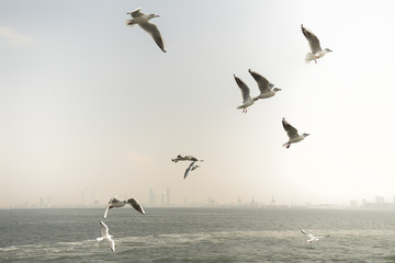 Seagull. seagulls flying in the back of the ships at sea.