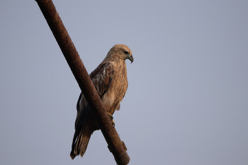 Hawk