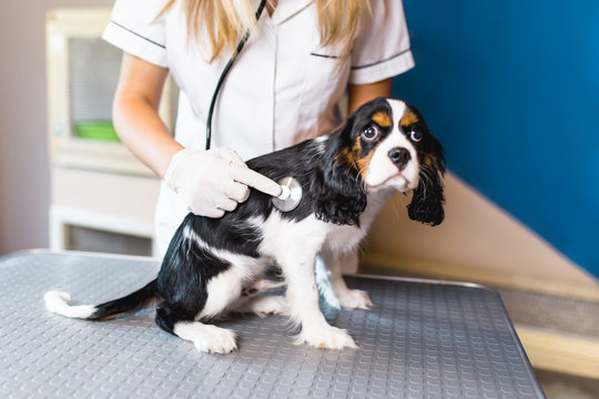 Cavalier King Charles Spaniel puppy at veterinary. 