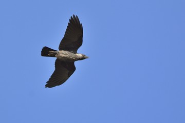 Western Jackdaw (Coloeus monedula), Crete